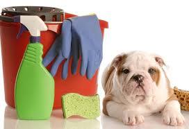 养了狗以后，你都是怎么打扫卫生的，有什么清洁妙招？