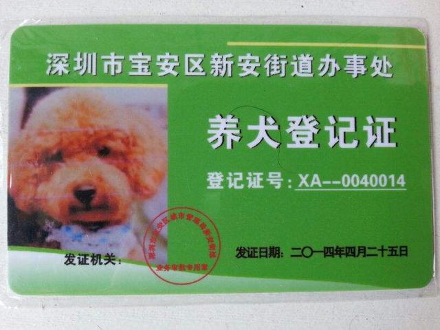 中华田园犬能办狗证了！深圳修改禁养犬，土狗终于不被歧视