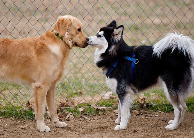 多养一只狗，从带狗回家时就该注意，不然两只狗会整天打架
