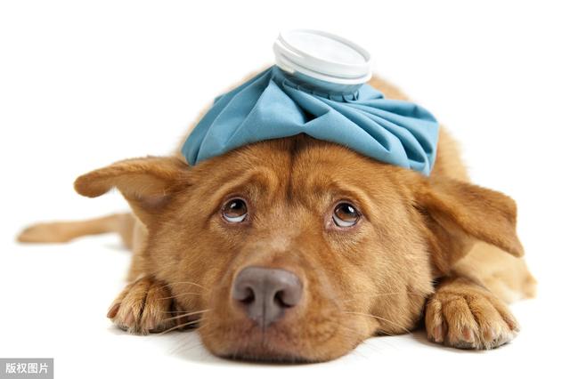 狗狗经常咳嗽别以为是正常现象，小心狗狗得了支气管炎