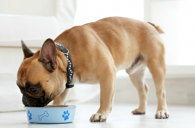 狗狗偏瘦，怎样才能喂胖？