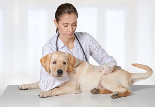 狗狗常见的那些病有哪些？提前了解，有助于更好的预防