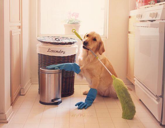 养了狗以后，你都是怎么打扫卫生的，有什么清洁妙招？