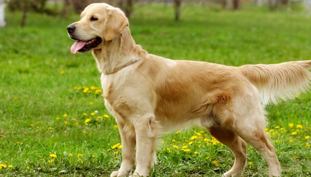 狗狗癌症不可忽视，简单四个举措，做好就能有效降低狗狗患癌风险