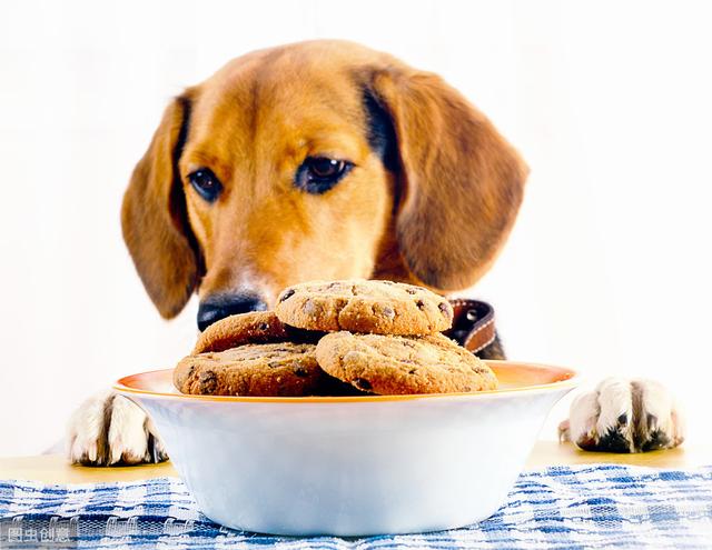 辟谣：冬至给狗狗可以随便吃饺子？注意引起它们肠胃疾病和中毒