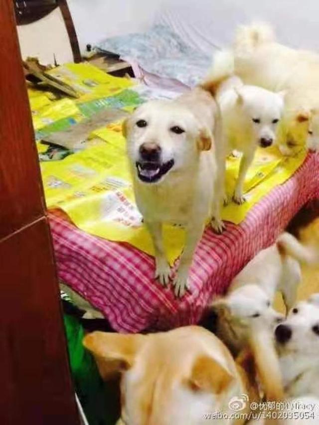 上海一居民家里养了39条流浪狗，同吃同住连大床都让给狗狗