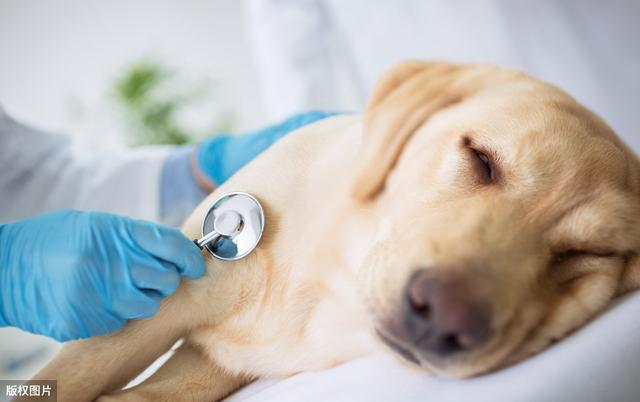 狗狗经常咳嗽别以为是正常现象，小心狗狗得了支气管炎