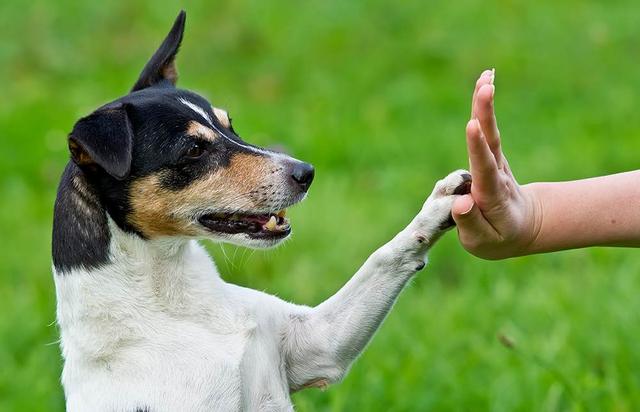 训犬师分享的5个养狗规则，不管对新手主人，还是老手主人都有用