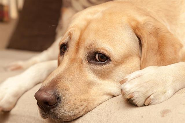 狗狗有什么传染疾病？都有什么症状？可以怎么办？