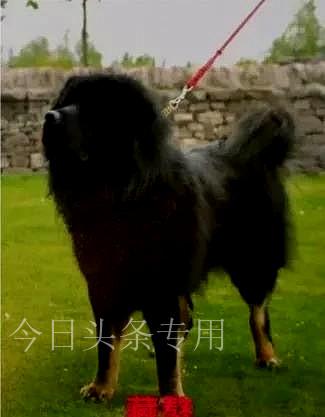 2023北京禁养犬名单包括金毛，拉布拉多哪些能养？