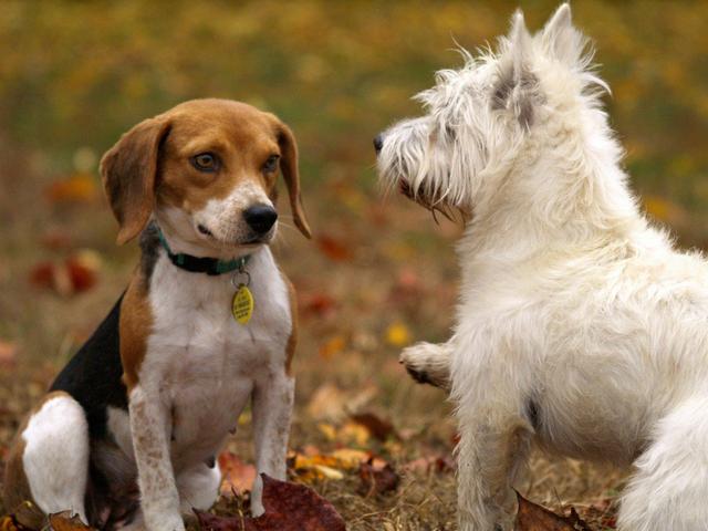 准备养第二只狗狗，怎样教导狗狗，它们才不会互相打架呢？