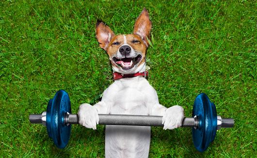 如果你想让狗狗开心快乐，就每天带它出门运动锻炼吧