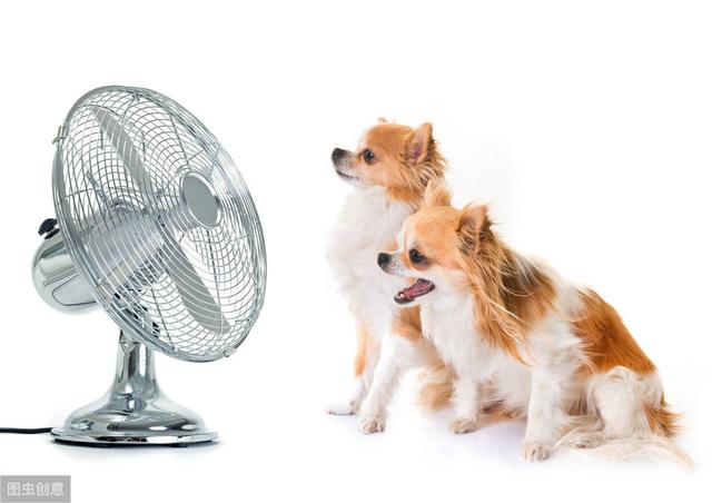 狗狗的夏天很难过？这四招可以帮狗狗降温，拥有舒服的夏天