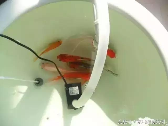 老公喜欢养鱼，在阳台弄了一个大鱼缸，养上红锂鱼漂亮又拉风！