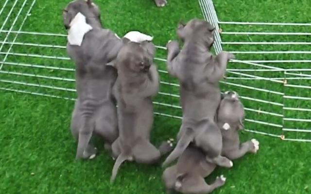 7只宠物迷宫干饭小哥花式养狗，1个视频赚几十万，农民致富新途径