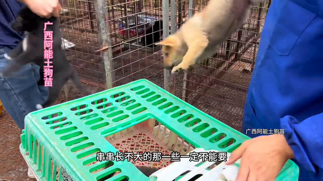 纯种广西最大土狗苗基地，骨架健康程度不用担心。#中华田园犬