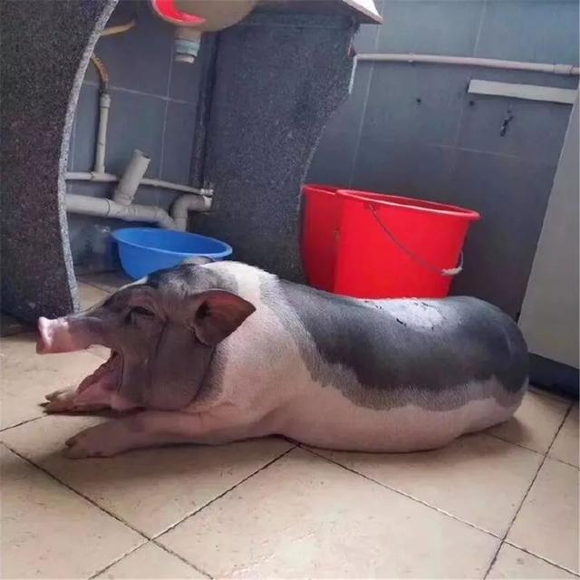 大学生养宠物猪被骗，宿管检查发现五十斤肥猪，学校随即通报批评