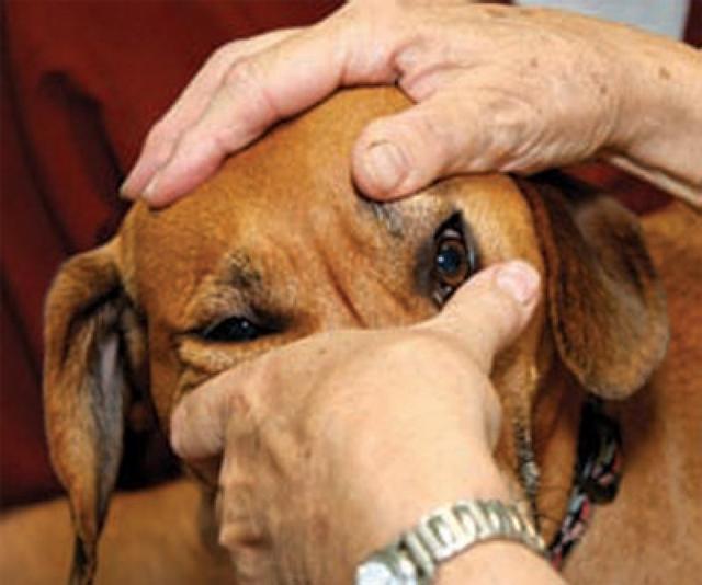 狗狗眼睛红肿充血，是红眼病吗？原因是患了“干眼症”