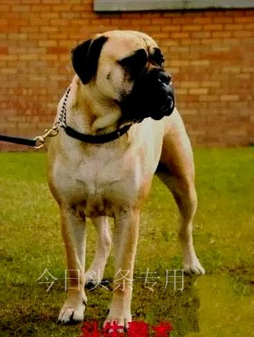 2023北京禁养犬名单包括金毛，拉布拉多哪些能养？