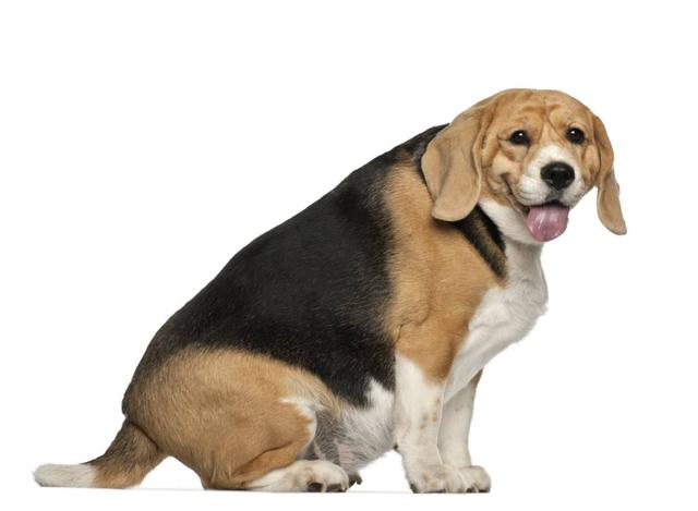 狗狗减肥比人快多了，只要2步，2个月瘦出“小蛮腰”