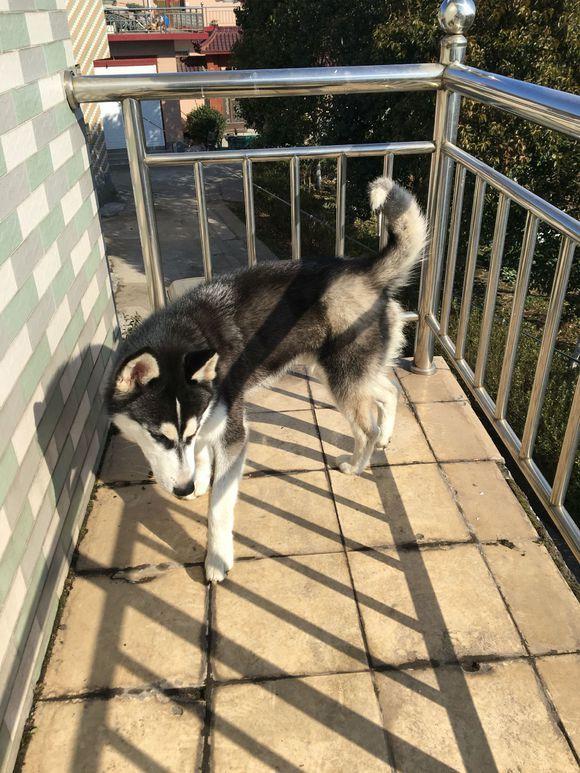 随意养狗把狗关阳台，那么造成什么后果自己承担！