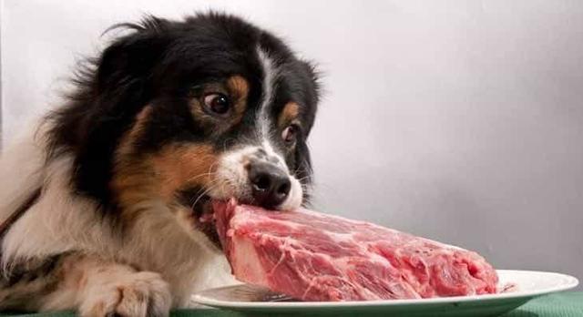 狗狗适合吃生食吗？这样的喂食方法有什么好处和坏处？