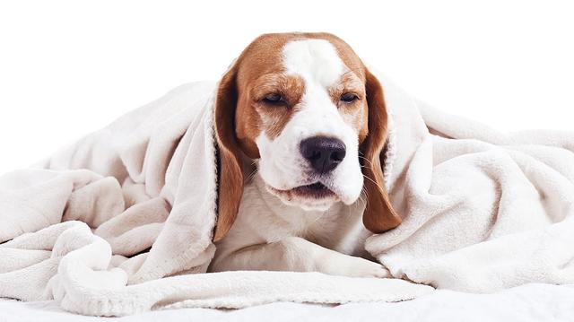 狗狗为何会整天咳嗽，造成咳嗽的原因有哪些，主人该如何应对