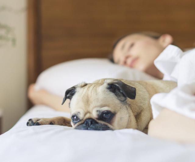 养狗家庭要如何保持室内卫生，减少异味呢？从这大两方面做起