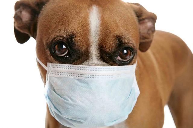 什么是犬冠状病毒？对狗狗有什么危害？幼犬的病症会更严重