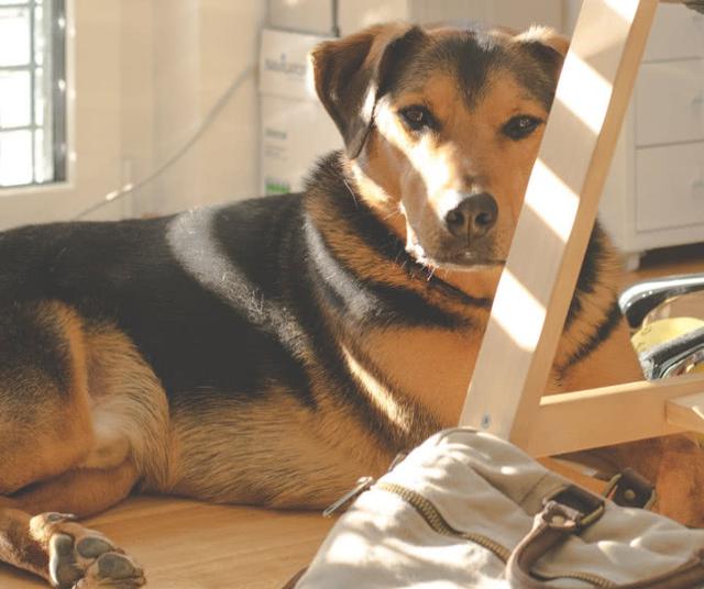养狗家庭要如何保持室内卫生，减少异味呢？从这大两方面做起