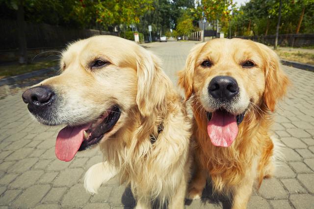 行业人建议：想养宠物犬，劝你选择这10种寿命长的狗狗