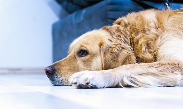 什么是犬冠状病毒？对狗狗有什么危害？幼犬的病症会更严重