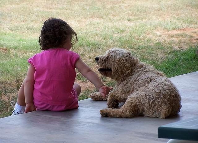 研究显示：宠物对自闭症康复有好处，父母的压力，宠物可能会缓解