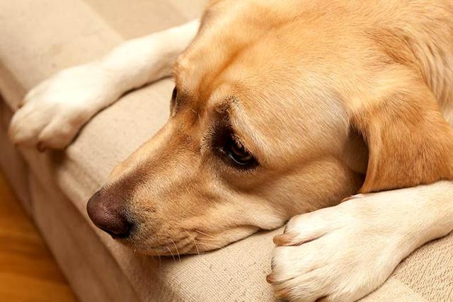 犬窝咳具有传染性，多数主人都不了解它，关于犬窝咳的七个知识点