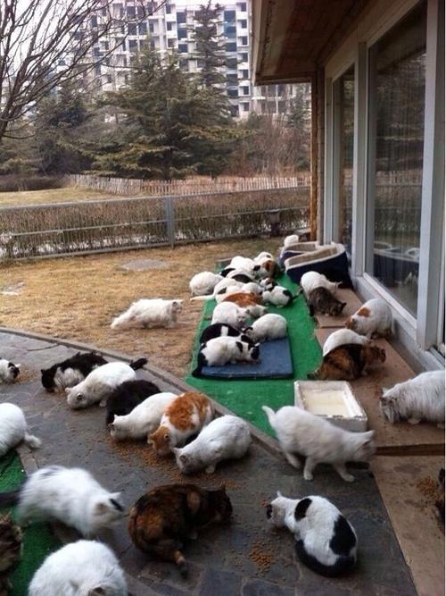 刘亦菲在后院开了个动物救助站，不止是流浪猫还有流浪狗