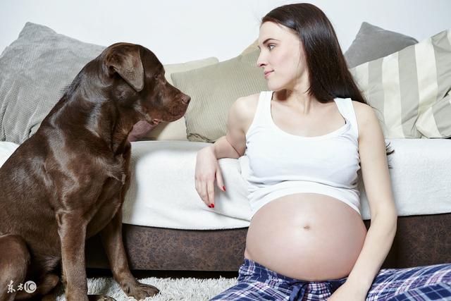 怀孕后家里到底能不能养狗？看完就不再纠结了