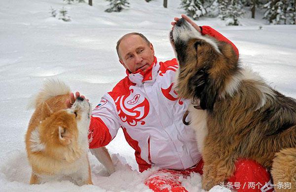 总统普京真是最喜欢狗的总统之一，和狗在一起完全没有大帝的样子