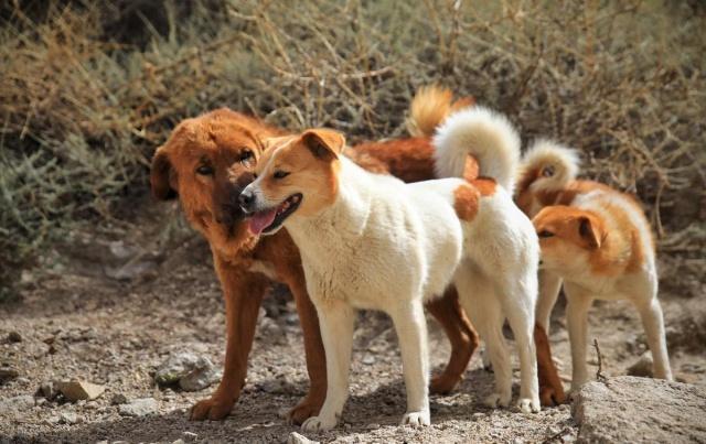 流浪狗的3种安置方法，第3种是送到国外去，让国外人养
