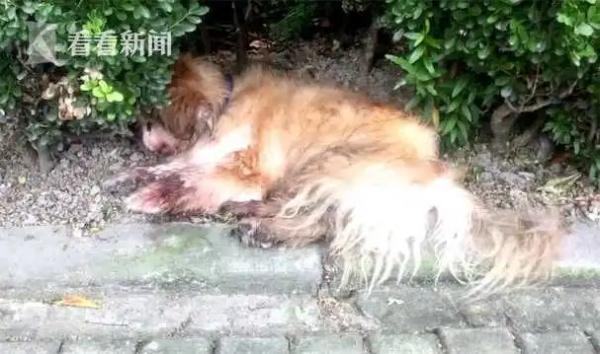 上海首例！养了18年的家犬被遗弃，狗主人被罚500元，还当着警察面撒谎称“狗已安乐死！”