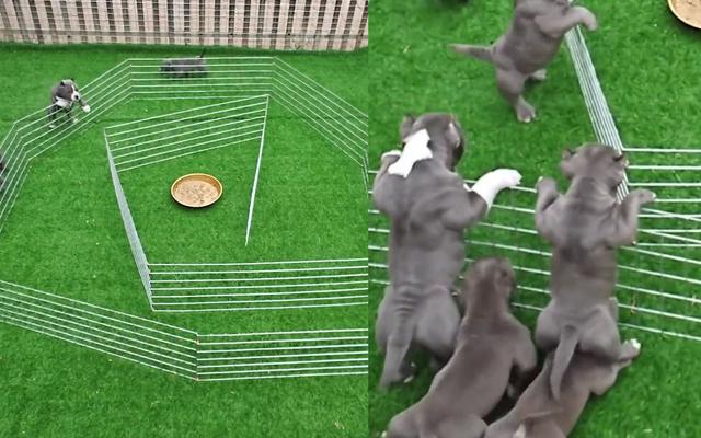 7只宠物迷宫干饭小哥花式养狗，1个视频赚几十万，农民致富新途径