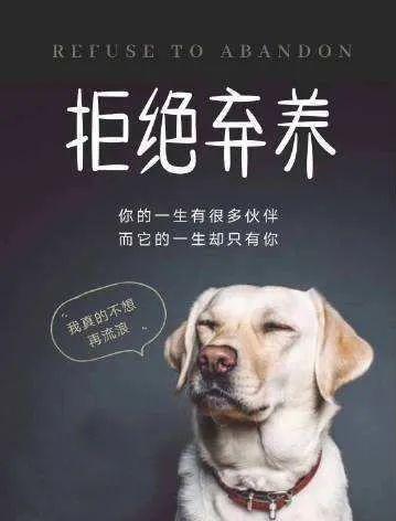 上海首例！养了18年的家犬被遗弃，狗主人被罚500元，还当着警察面撒谎称“狗已安乐死！”