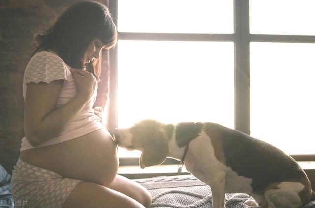 怀孕期间养狗，你需要注意些什么？
