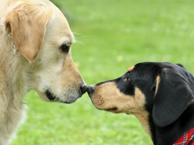 准备养第二只狗狗，怎样教导狗狗，它们才不会互相打架呢？