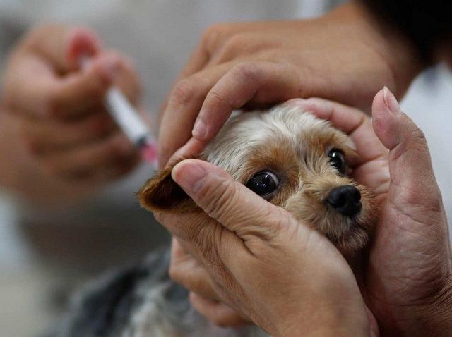 幼犬一定要打疫苗吗？小狗什么时候打疫苗？非核心疫苗要打吗？