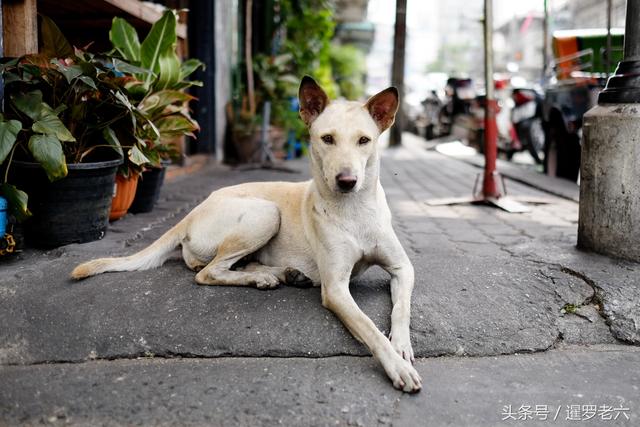 据说泰国是“流浪狗”的天堂！这里人与动物和谐相处，真挺不错！