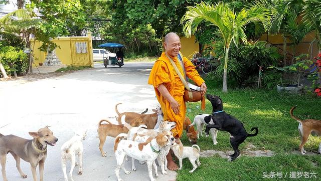据说泰国是“流浪狗”的天堂！这里人与动物和谐相处，真挺不错！