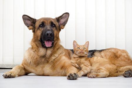 猫狗共养有什么好处？7种能和猫咪友好相处的狗狗