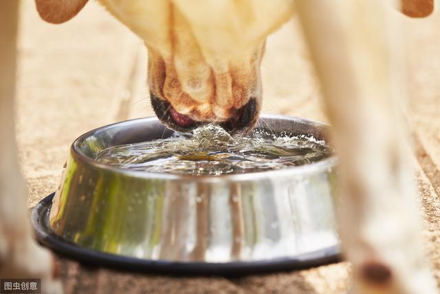 辟谣：治疗狗狗细小病毒可以给它们多喝水补充能量？小心加重病情