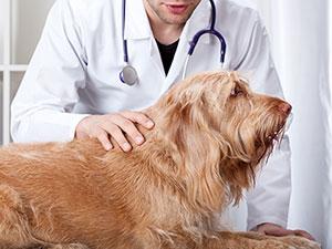 哪些癌症是狗狗会常遇到的，看看你的狗狗会不会容易中招