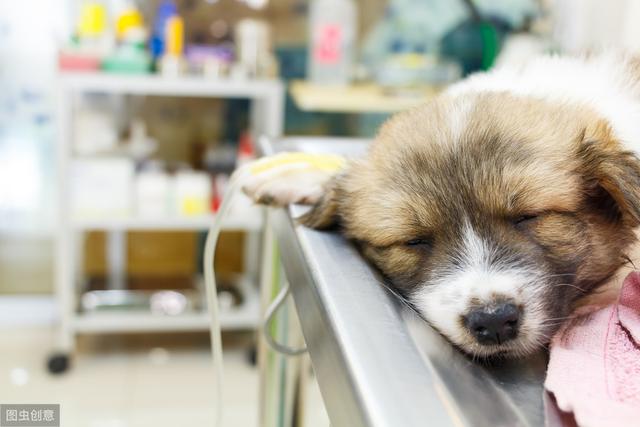 辟谣：治疗狗狗细小病毒可以给它们多喝水补充能量？小心加重病情